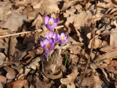 Frühling naht 2026